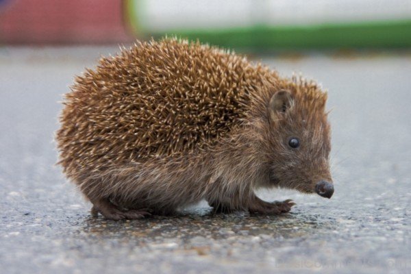 Hedgehog On Road