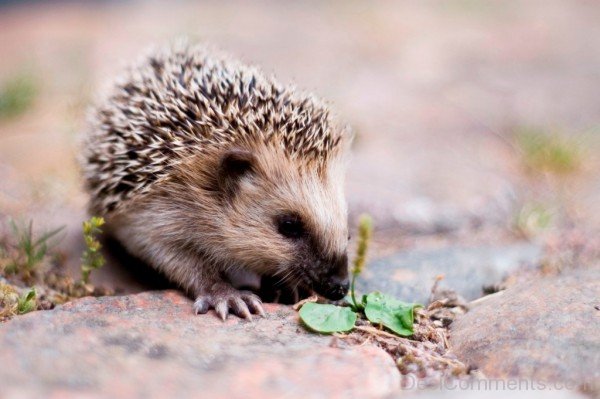 Hedgehog On Rock