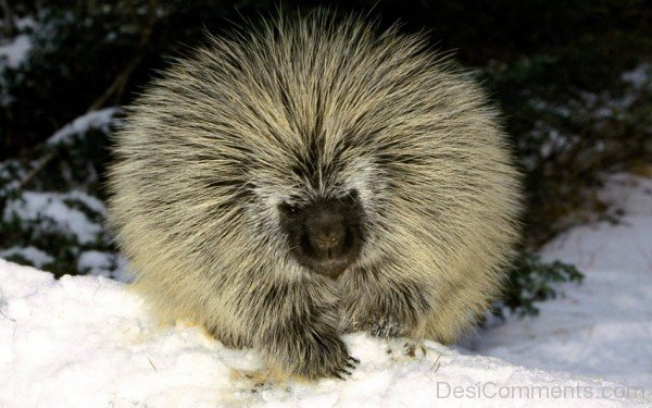 Hedgehog On Snow