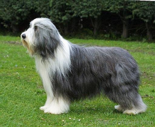 Highland Collie Dog