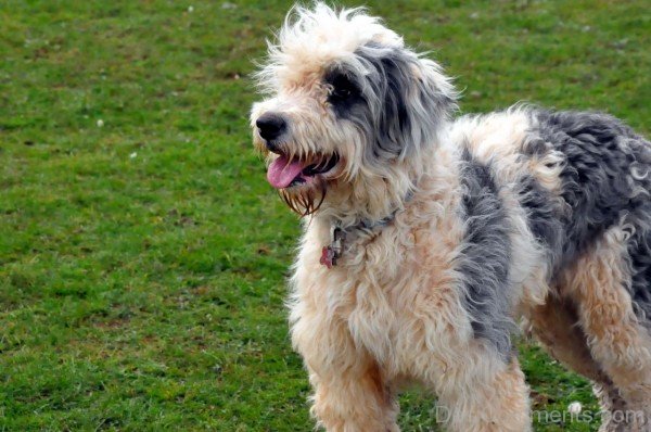 Highland Collie Image