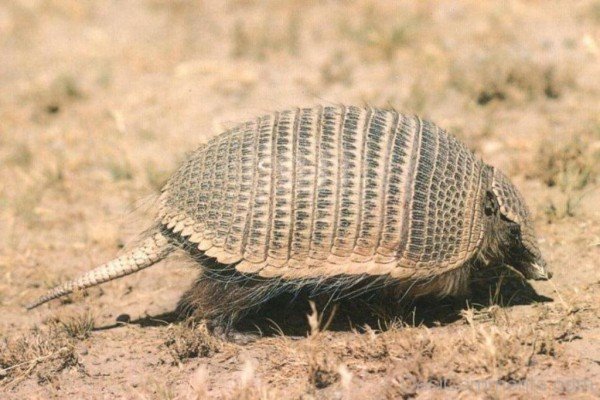 Image Of Animal Armadilo