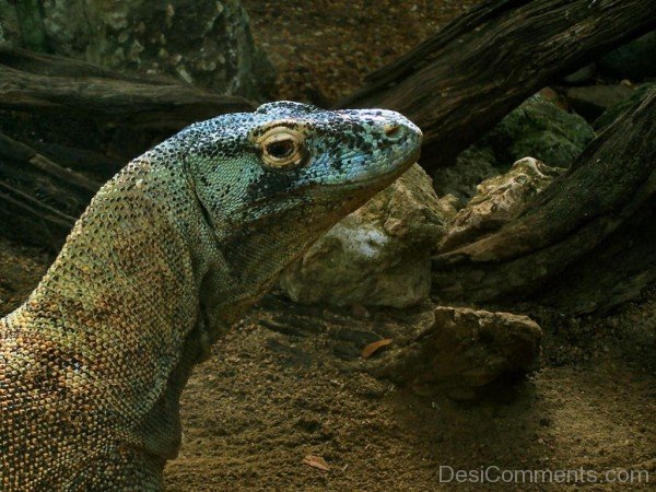 Image Of Animal Komodo Dragon-db107