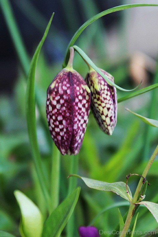 Image Of Fritillaria Montana