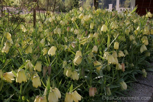 Image Of Fritillaria Pallidiflora