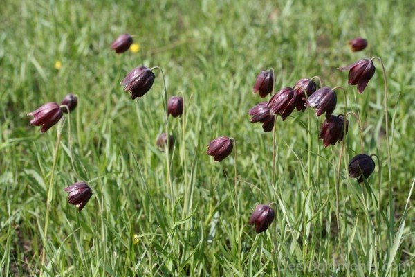 Image Of Fritillaria Ruthenica-kju615DC0012