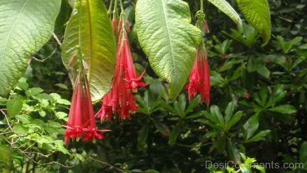 Image Of Fuchsia Boliviana