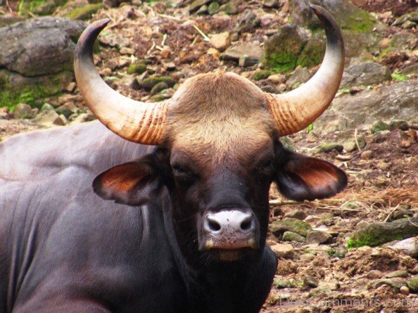 Image Of Gaur