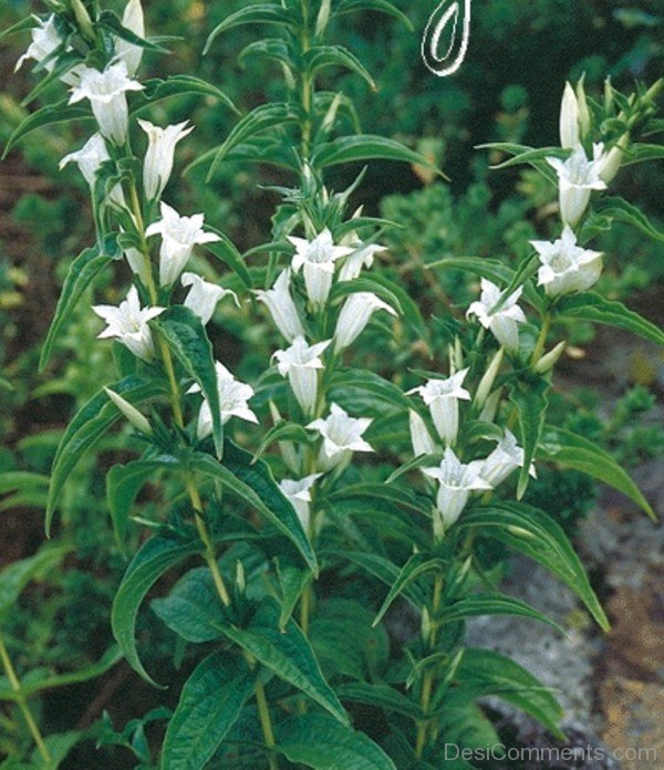 Image Of Gentiana Septemfida Alba Flowers