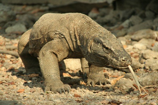 Image Of Komodo Dragon In Zoo