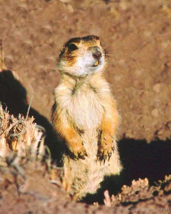 Image Of Prairie Dog-adb006dcpoop06