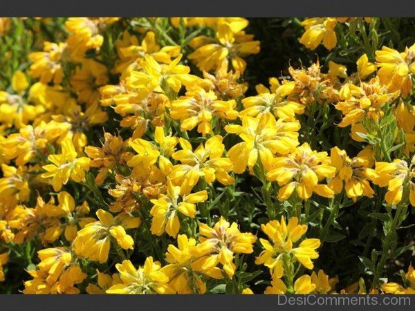 Image Of Spanish Gorse