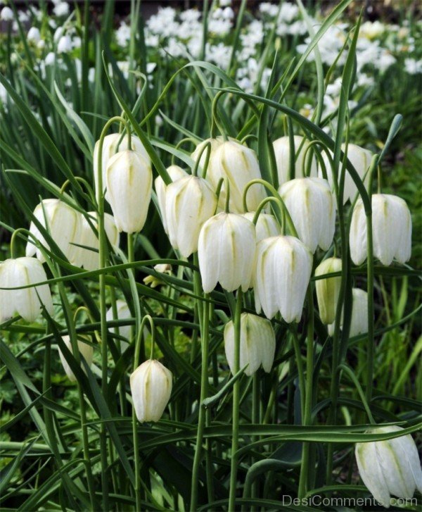 Image Of White Snake's Head Fritillary-xse209DC12330