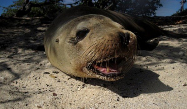 Image Of Sea Lion On Sand-db116