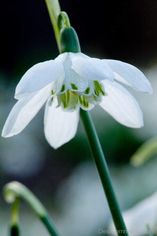 Incredible Elwes's Snowdrop Flower-dft521DEsi022