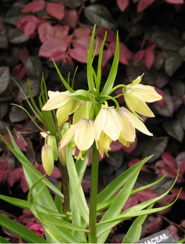 Incredible Fritillaria Raddeana Flowers