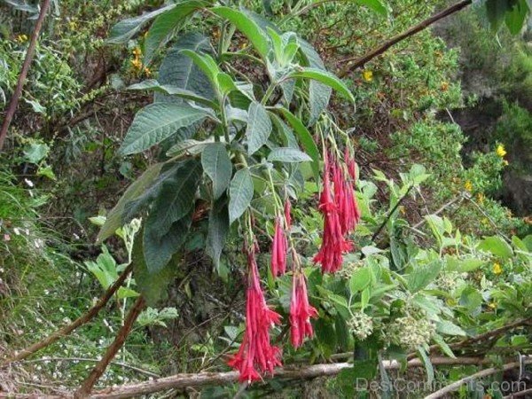 Incredible Fuchsia Boliviana Flowers