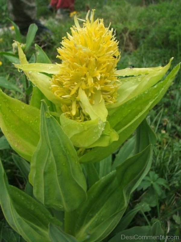 Incredible Giant Yellow Gentian-jha320D9DC04