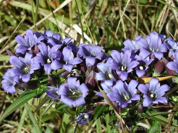 Incredible Japanese Gentian Flowers