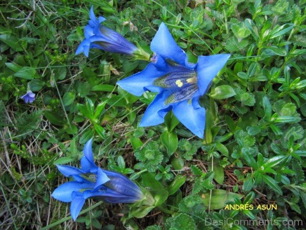 Incredible Pyrenean Trumpet Gentian Flowers-nba510DC0919