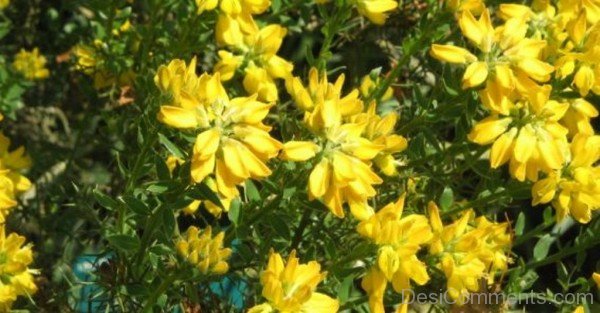 Incredible Spanish Gorse Flowers