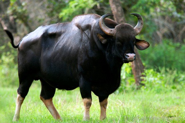 Indian Gaur Bison-pkjmlk2335