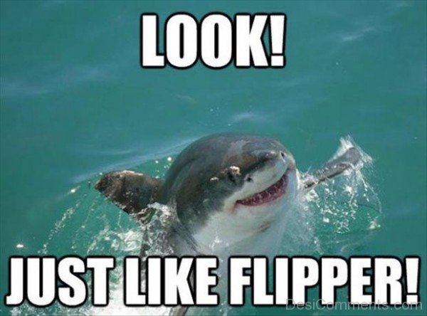 Just Like Flipper