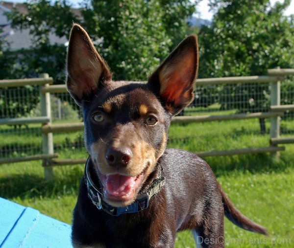 Kelpie Puppy Image