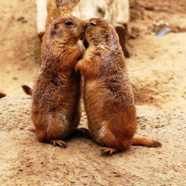 Kissing Prairie Dog