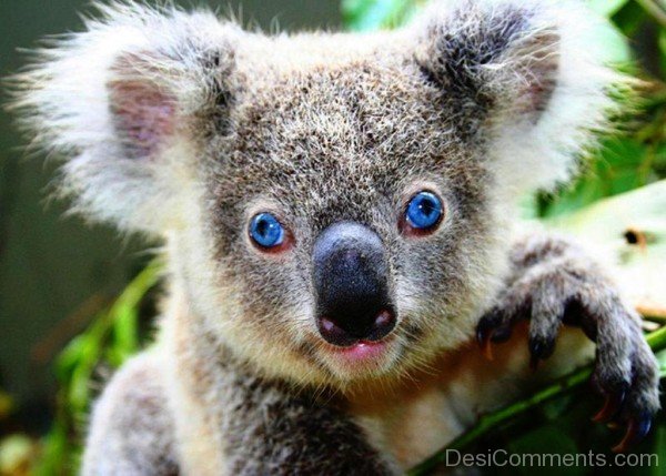 Koala Blue Eye