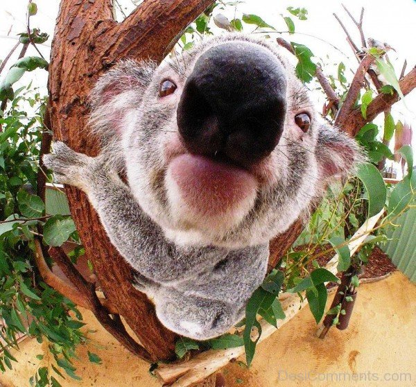 Koala Closeup