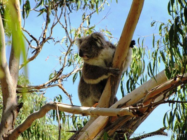 Koala Sitting On Tree