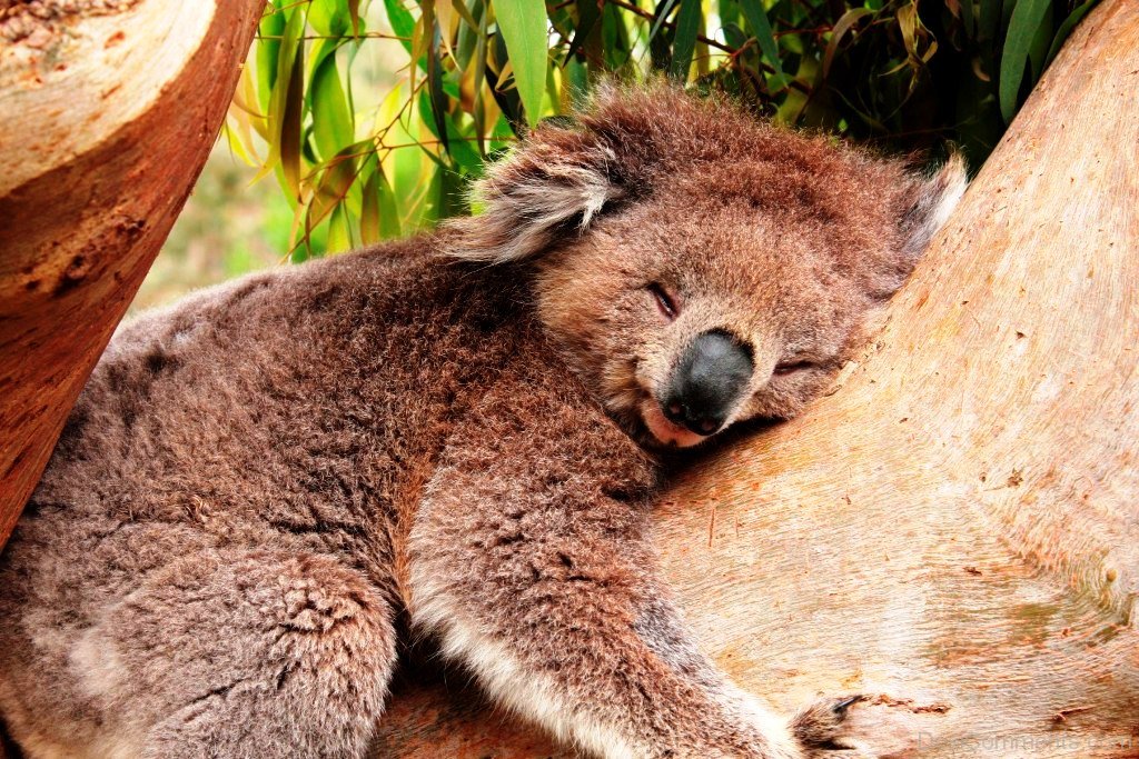 koala sleeping in tree