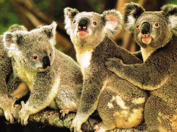 Koalas Image