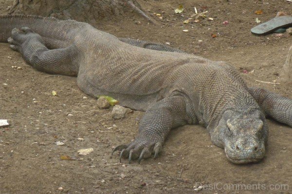 Komodo Dragon Sleeping On Sand