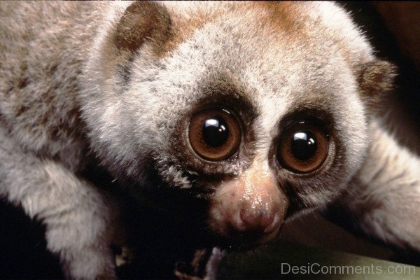 Lemur Closeup