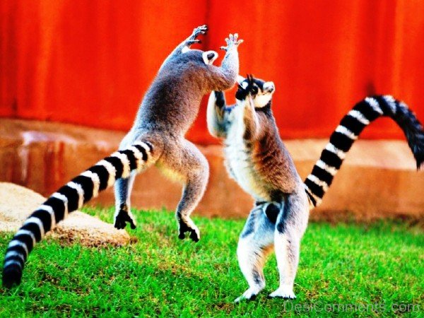 Lemur Fighting