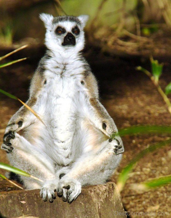 Lemur Meditation