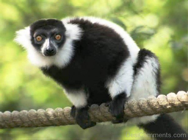 Lemur On Rope