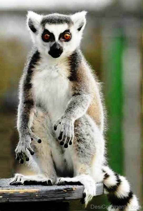 Lemur Picture