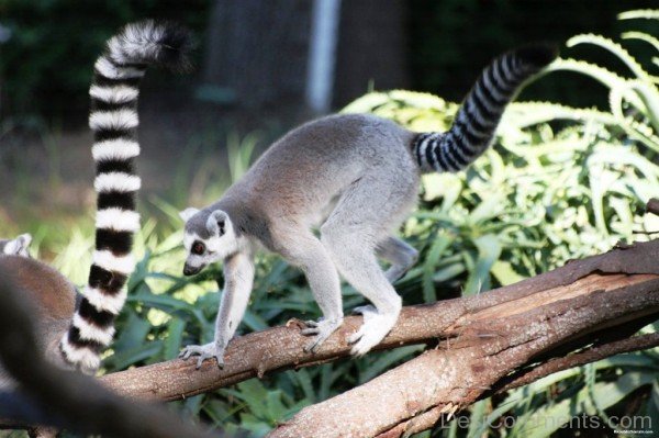 Lemur Walking On Tree