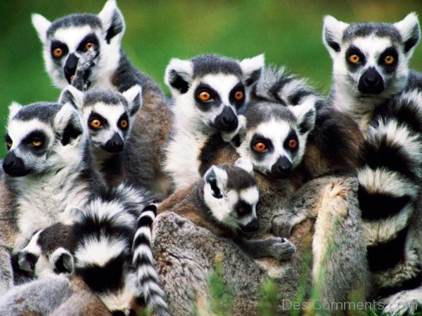 Lemurs