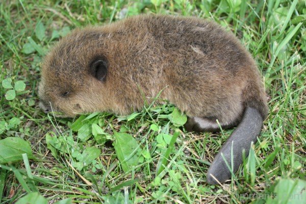 Little Beaver On Grass