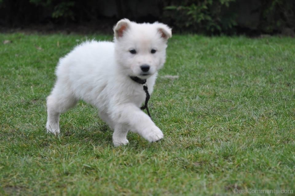 Little Berger Blanc Suisse Puppy - Desi Comments