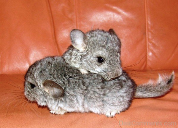 Little Chinchillas