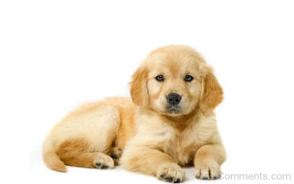 Little Golden Brown Puppy-DC065