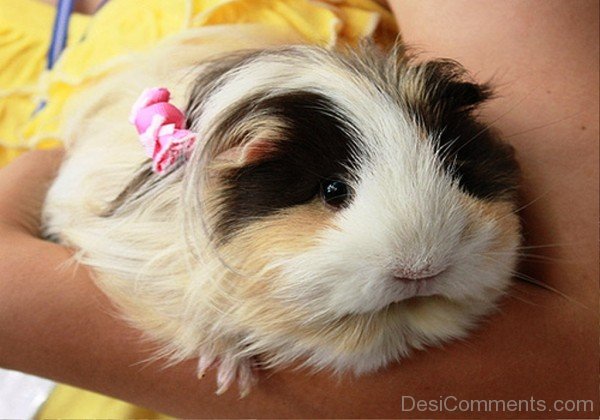 Long Haired Guinea Pig