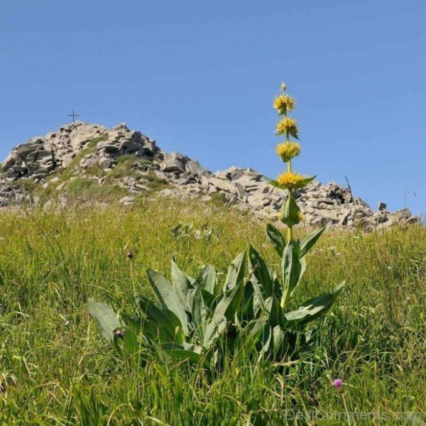 Lovely Giant Yellow Gentian