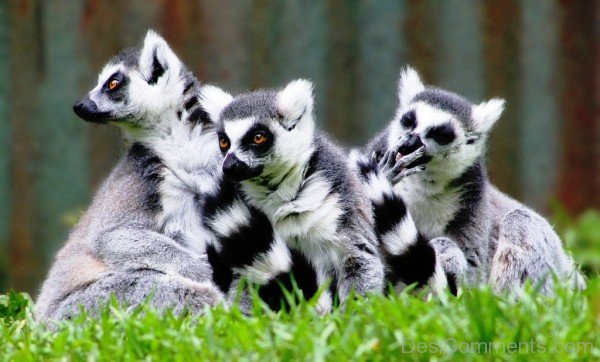 Picture Of Lemurs-adb323desi723