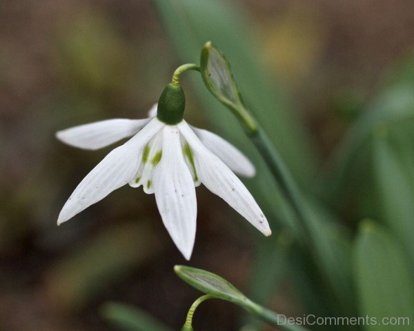 Magnificent Elwes’s Snowdrop Flower